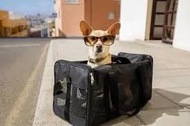 Pet travel service